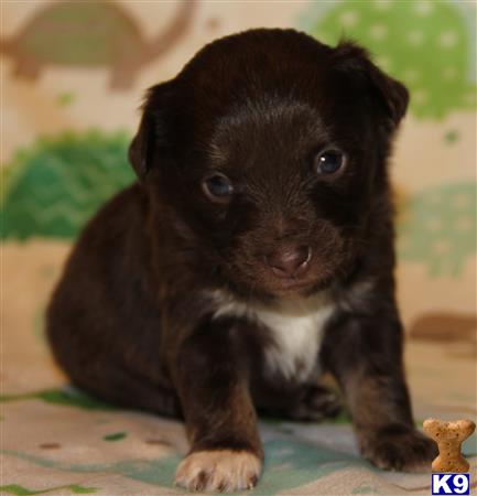 Miniature Australian Shepherd